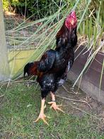 Shamo jap kweekhaan, Dieren en Toebehoren, Pluimvee