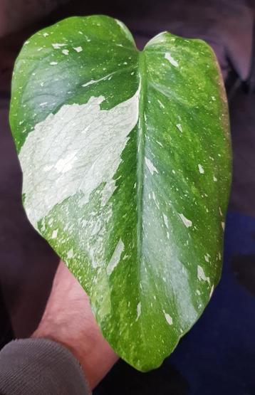 Monstera Miracle tricolor beschikbaar voor biedingen