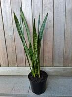 Sanseveria, Huis en Inrichting, Kamerplanten, Ophalen