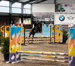 Allround D-pony Oline Van de Delthoeve, Dieren en Toebehoren, Pony's, Merrie, B, Gechipt, 11 jaar of ouder