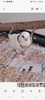 Gloster kanarie., Dieren en Toebehoren, Vogels | Kanaries