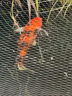 Japanse koi Showa Sanshoku 65 cm wegens stopzetting hobby, Dieren en Toebehoren, Vissen | Vijvervissen, Karper of Koi