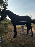 Fries x pinto te koop, Dieren en Toebehoren, Gechipt, 0 tot 2 jaar, Hengst, 170 tot 175 cm