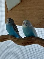 Jonge blauwe grasparkieten  te koop, Dieren en Toebehoren, Meerdere dieren, Parkiet, Geringd