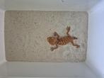 Nephrurus amyae, Hagedis, 0 tot 2 jaar