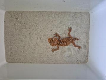 Nephrurus amyae  beschikbaar voor biedingen