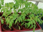 Tomatenplanten Pyros F1, Ophalen