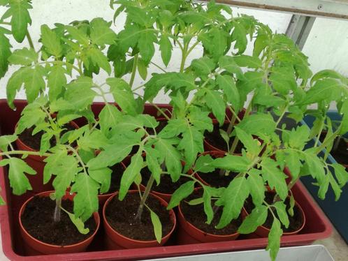 Tomatenplanten Pyros F1, Tuin en Terras, Planten | Tuinplanten, Ophalen