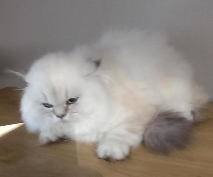 Britse Langhaar, Dieren en Toebehoren, Katten en Kittens | Raskatten | Langhaar, Poes, 0 tot 2 jaar, Gechipt, Ontwormd, Ingeënt