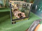 Terrarium 30x30x30  met deco guillotine, Ophalen of Verzenden, Nieuw, Terrarium of Paludarium
