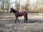 Prachtige draver merrie, Dieren en Toebehoren, Paarden, Merrie, 3 tot 6 jaar, Tuigpaard, Gechipt