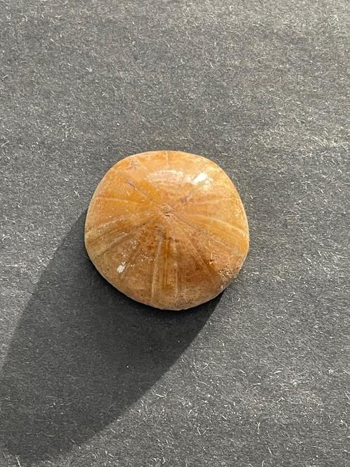 Prachtige gepolijste fossiele zee-egel, Verzamelen, Mineralen en Fossielen, Fossiel, Verzenden