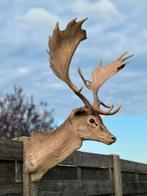 Opgezette hertenkop damhert, Enlèvement