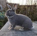 Parelfeh rammetje, Dieren en Toebehoren, Konijnen, Mannelijk, Middelgroot, 0 tot 2 jaar
