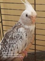 Valkparkieten, Dieren en Toebehoren, Geringd