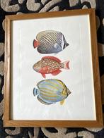 poster lithographie  gravure encadrée poissons, Ophalen