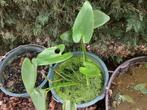 Vijverplanten, Tuin en Terras, Vijvers, Ophalen
