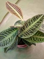 Labisia japonica, Enlèvement ou Envoi