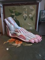 Vintage anatomisch model voet, Ophalen of Verzenden