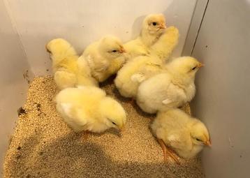 Eendagskuikens bruine en witte legkip