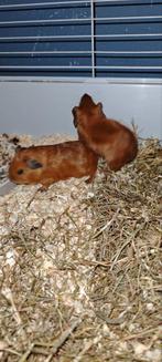 3  tamme calafornia beertjes, Dieren en Toebehoren, Knaagdieren, Cavia, Mannelijk, Juli, Tam