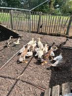 Eenden te koop, Meerdere dieren, Eend