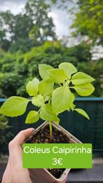 Coleus Caipirinha, Huis en Inrichting, Kamerplanten, Overige soorten, Ophalen of Verzenden, Minder dan 100 cm, Bloeiende kamerplant