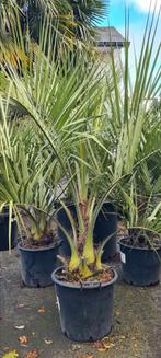 Butia Capitata - Geleipalm, Ophalen