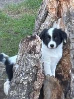 Mooie kruisings tussen labrador en bordercollie, Dieren en Toebehoren, Honden | Niet-rashonden, België, CDV (hondenziekte), 8 tot 15 weken