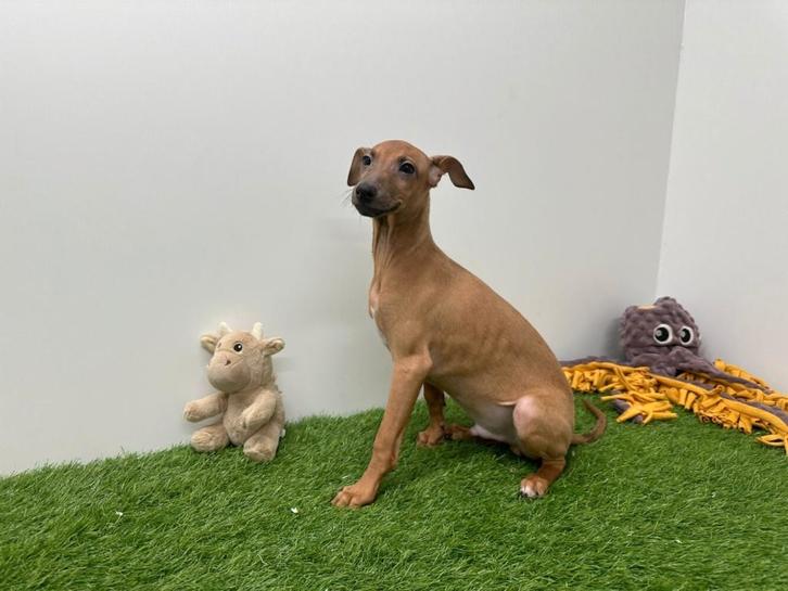 Chiot Petit Lévrier Italien, Animaux & Accessoires, Chiens | Lévriers, Chien (mâle), Autres races, Éleveur | Professionnel, Un chien