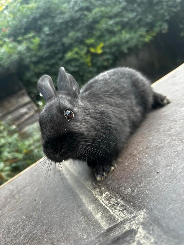 Kleurdwerg rammetje, Dieren en Toebehoren, Konijnen, Dwerg, Mannelijk, 0 tot 2 jaar