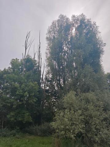 7 bomen te vellen/kappen en in stukken zagen beschikbaar voor biedingen