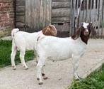 Agneaux Boergoat Boerbok, Animaux & Accessoires, Moutons, Chèvres & Cochons, Mâle, Chèvre, 0 à 2 ans