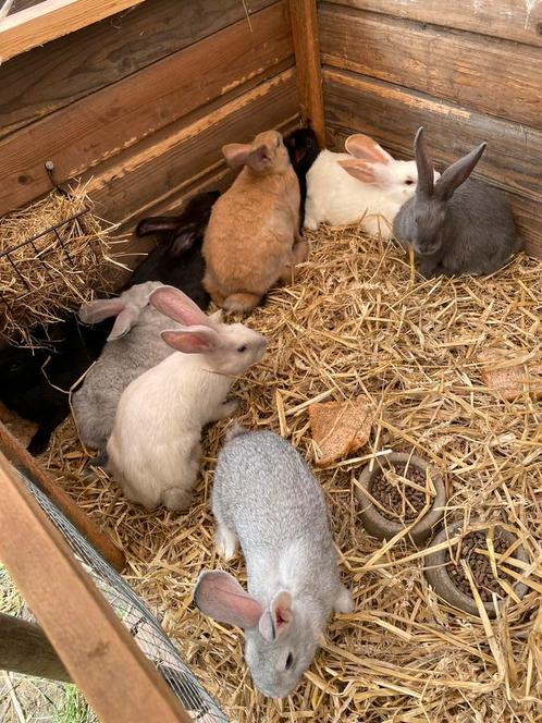 Mooie jonge vleeskonijnen, Dieren en Toebehoren, Konijnen, Groot, Meerdere dieren, 0 tot 2 jaar