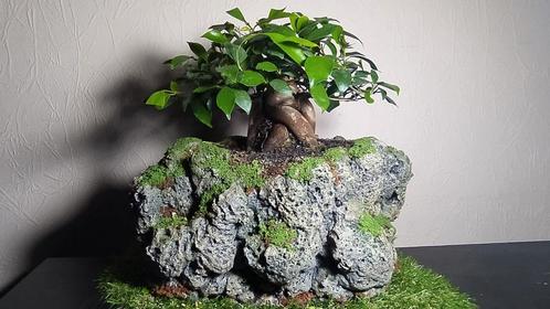 3 bonsaï / plante + pot fait main   60€/1 ou 150€/3, Maison & Meubles, Plantes d'intérieur, Bonsai, Enlèvement