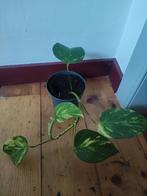 Epipremnum Aureum, Huis en Inrichting, Kamerplanten, Ophalen