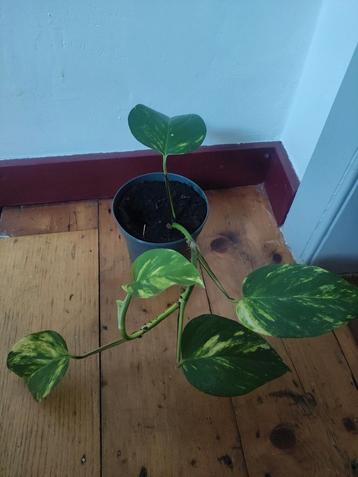 Epipremnum Aureum beschikbaar voor biedingen