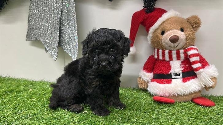 Nestje Toy Poedel pups, Dieren en Toebehoren, Honden | Chihuahua's en Gezelschapshonden, Meerdere dieren, Poedel, Fokker | Professioneel