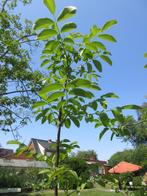 Walnoot - okkernoot jonge bomen in volle grond, H. 2 tot 2,3, Tuin en Terras, Planten | Fruitbomen, Volle zon, 100 tot 250 cm
