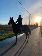 Paard, Niet van toepassing, 7 tot 10 jaar, Merrie, Gechipt