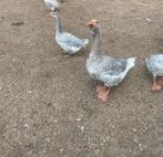 Steinbacher gans, Dieren en Toebehoren, Pluimvee