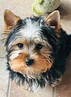 Yorkshire pupjes, Dieren en Toebehoren, Honden | Chihuahua's en Gezelschapshonden, CDV (hondenziekte), Meerdere, 8 tot 15 weken
