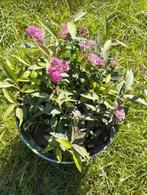 Mooie donkerroze Spiraea japonica (Japanse Spirea) in pot, Vaste plant, Herfst, Overige soorten, Ophalen