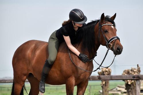 ## GEWELDIGE, makke en super brave bruine Epony ##, Dieren en Toebehoren, Paarden, Merrie, 7 tot 10 jaar, Gechipt, Ontwormd