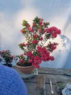 Azalea, Tuin en Terras, Ophalen