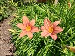 Daglelies, oranje bloemen., Volle zon, Vaste plant, Lente, Ophalen