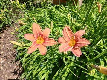 Daglelies, oranje bloemen. beschikbaar voor biedingen