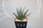 Agave utahensis, Vetplant, Ophalen of Verzenden, Minder dan 100 cm, Volle zon