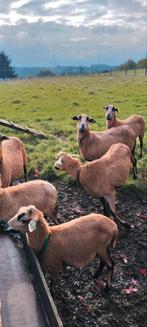 Kameroenschapen één ooi van 3jaar en één ooi van 1 jaar