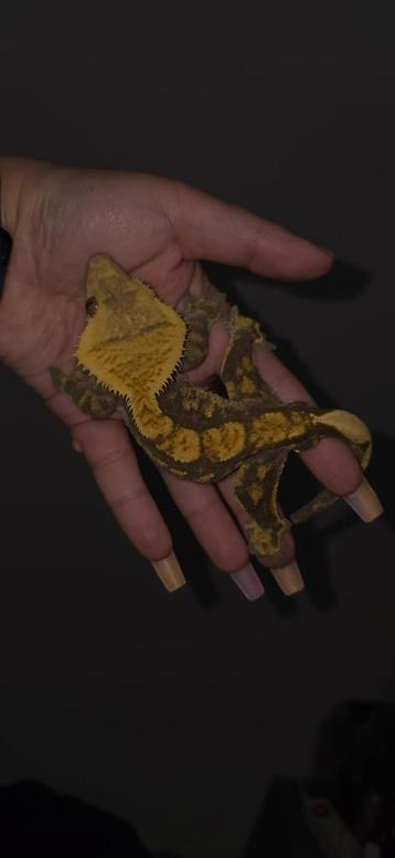 1.0 RTB Knappe Harlequin wimpergekko man beschikbaar voor biedingen
